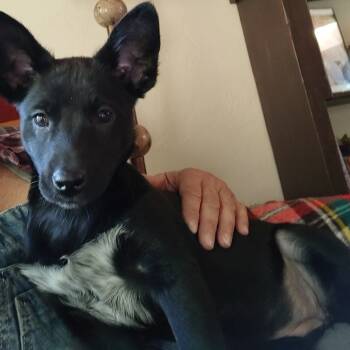 Rescue Australian Kelpie Dogs for Adoption in Durango, Colorado - Almond Joy | PetCurious