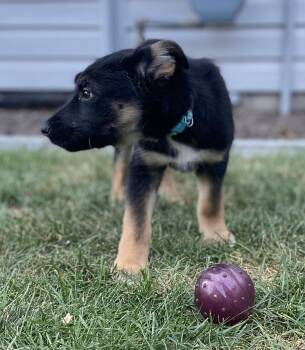 Rescue Mixed Breed Dogs for Adoption in Saskatoon, Saskatchewan - Bowie | PetCurious