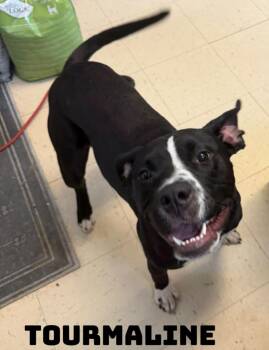 Tourmaline -  American Bully Dog for Adoption in Dyersburg, Tennessee - Tourmaline | PetCurious