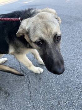 Rescue Shepherd and Mixed Breed Dogs for Adoption in Fort Worth, Texas - 59576396 | PetCurious