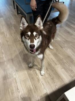RUSTY -  Siberian Husky Dog Available for Adoption in Pearland, Texas - RUSTY | PetCurious