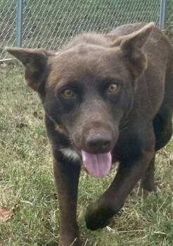 Juanita -  Cattle Dog Dog for Adoption in Glasgow, Kentucky - Juanita | PetCurious