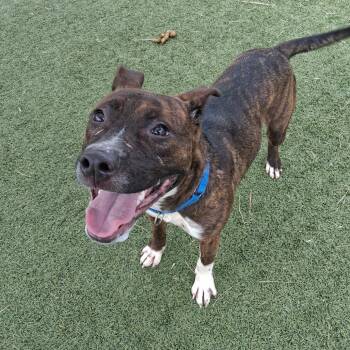 Pit Bull Terrier and Mixed Breed Dogs Available for Adoption in Galveston, Texas - Landing | PetCurious