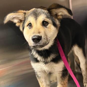 Mixed Breed Dogs Available for Adoption - Damon | PetCurious