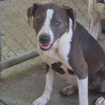 Gemini -  Mixed Breed Dog for Adoption in Huntington, West Virginia - Gemini | PetCurious