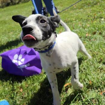 Salli -  Mixed Breed Dog for Adoption in Cooperstown, New York - Salli | PetCurious