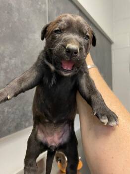 Tote pup 2 -  Mixed Breed Dog for Adoption in Henderson, North Carolina - Tote Pup 2 | PetCurious