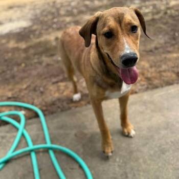 Romeo 042501 -  Black Mouth Cur and Mixed Breed Dog for Adoption in Amory, Mississippi - Romeo 042501 | PetCurious