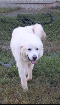 Jeffro -  Mixed Breed Dog for Adoption in Morgantown, Kentucky - Jeffro | PetCurious
