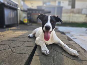 Great Pyrenees and American Staffordshire Terrier Dogs Available for Adoption in Muskego, Wisconsin - Colby The Puppy- He LOVES Kids | PetCurious