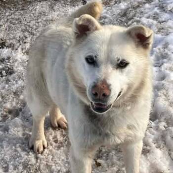 Husky Dogs Available for Adoption in Anchorage, Alaska - Sonny | PetCurious