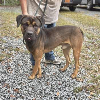 Rescue Mastiff and Boxer Dogs for Adoption in Washington, District Of Columbia - Blitz | PetCurious