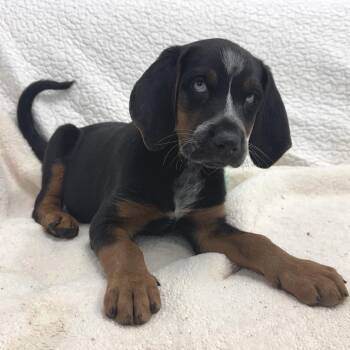 Fritter -  Mixed Breed Dog for Adoption in Park City, Utah - Fritter | PetCurious
