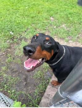 TANDOORI -  Doberman Pinscher Dog for Adoption in Aurora, Illinois - TANDOORI | PetCurious
