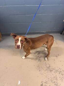 Boxer Dogs Available for Adoption - MARLIN | PetCurious