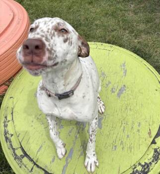 Summer -  Bull Terrier and Dalmatian Dog for Adoption in Sioux City, Iowa - Summer | PetCurious