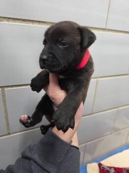 Beagle and Mixed Breed Dogs Available for Adoption in Greenfield, Indiana - Stefan | PetCurious