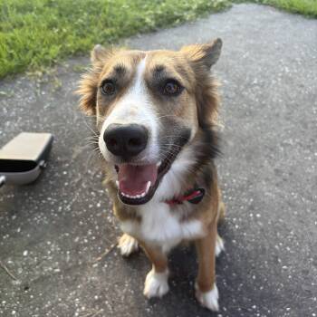 Skye -  Shepherd Dog for Adoption in Klein, Texas - Skye | PetCurious