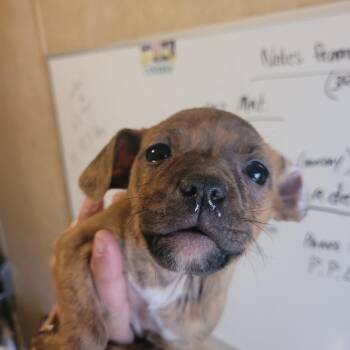 Pit Bull Terrier and Mixed Breed Dogs Available for Adoption - Meg | PetCurious