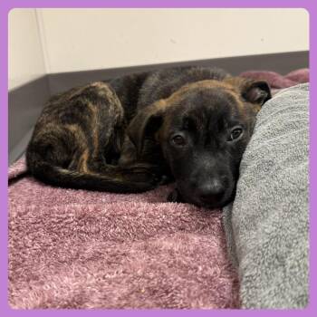 Aricorn -  Plott Hound and Mixed Breed Dog for Adoption in Austin, Texas - Aricorn | PetCurious