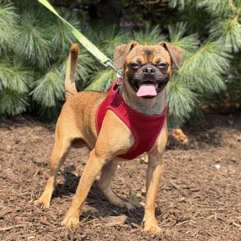 Orion -  Pug and Mixed Breed Dog for Adoption in East Hampton, New York - Orion | PetCurious