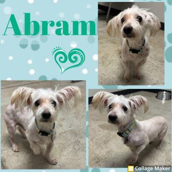 Maltese Dogs Available for Adoption - Abram | PetCurious