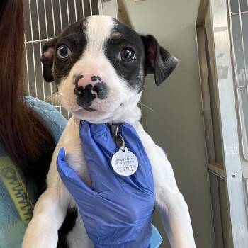 Mixed Breed Dogs Available for Adoption in Saint Charles, Missouri - Sparkle | PetCurious