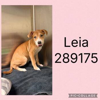 LEIA -  Mixed Breed Dog for Adoption in Macon, Georgia - LEIA | PetCurious