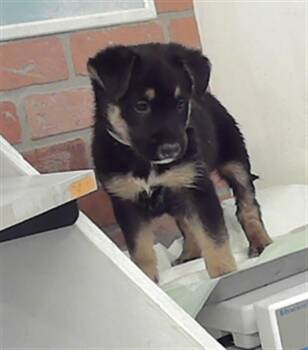 Australian Cattle Dog Blue Heeler and Catahoula Leopard Dog Dogs Available for Adoption in Houston, Texas - LUKA | PetCurious