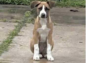 Pit Bull Terrier and Mixed Breed Dogs Available for Adoption in Houston, Texas - A654753 | PetCurious