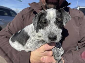 Cattle Dog Dogs Available for Adoption - Letty | PetCurious