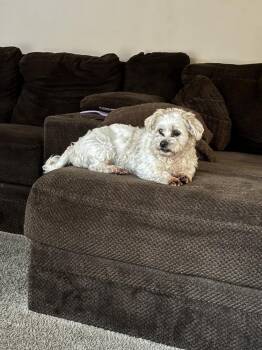 Luna Girl -  Bichon Frise Dog for Adoption in Aurora, Indiana - Luna Girl | PetCurious