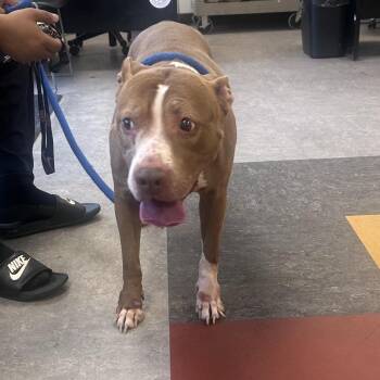 Amona Stanfford -  Mixed Breed Dog for Adoption in Philadelphia, Pennsylvania - Amona Stanfford | PetCurious