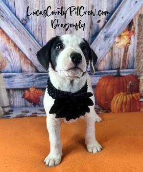 Rescue Spaniel and Beagle Dogs for Adoption in Toledo, Ohio - Dragonfly | PetCurious