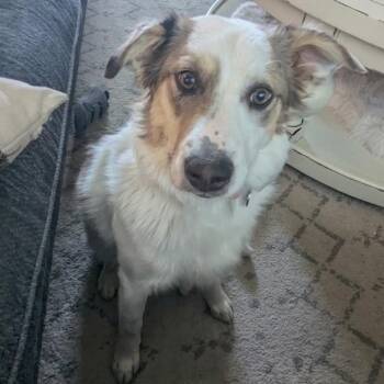 Olivia -  Australian Shepherd Dog for Adoption in Idaho Falls, Idaho - Olivia | PetCurious