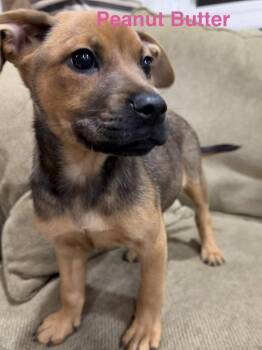 Labrador Retriever Dogs Available for Adoption in Union Beach, New Jersey - Peanut Butter | PetCurious