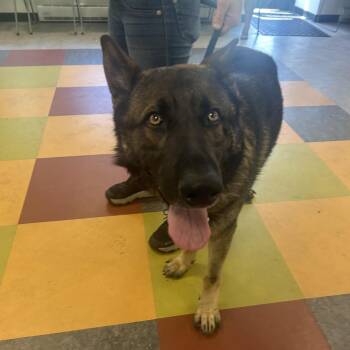 Jasper Bear -  Mixed Breed Dog for Adoption in Philadelphia, Pennsylvania - Jasper Bear | PetCurious