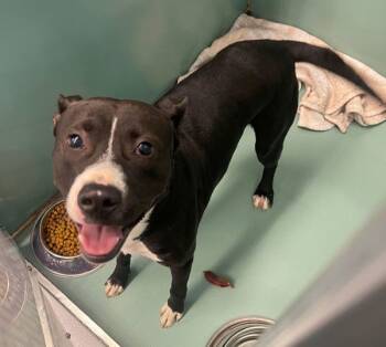 Rescue Pit Bull Terrier Dogs for Adoption in Roanoke, Virginia - Kiko | PetCurious