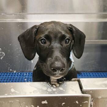 Cletus -  Mixed Breed Dog for Adoption in Hendersonville, North Carolina - Cletus | PetCurious