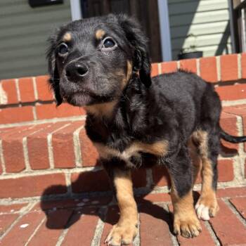 Black Mouth Cur Dogs Available for Adoption - Green Eggs | PetCurious