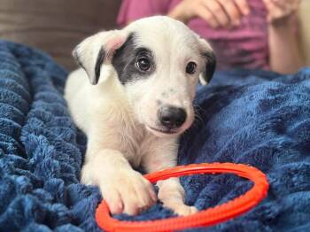 Nimbus -  Australian Cattle Dog Blue Heeler Dog for Adoption in Berlin, New Jersey - Nimbus | PetCurious