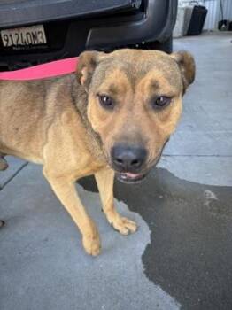 Truman -  Pit Bull Terrier and Mixed Breed Dog for Adoption in Fresno, California - Truman | PetCurious