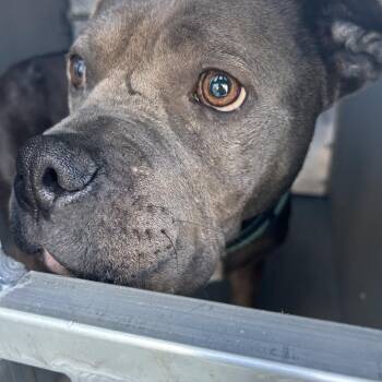 POPPYSEED -  Pit Bull Terrier Dog for Adoption in Greensboro, North Carolina - POPPYSEED | PetCurious
