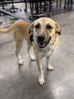 Yellow Labrador Retriever Dogs Available for Adoption in Mount Pleasant, South Carolina - Apollo | PetCurious