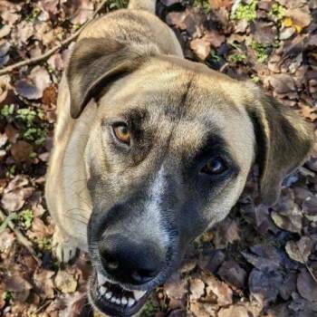 Cattle Dog and Labrador Retriever Dogs Available for Adoption in Leesburg, Alabama - Zyla | PetCurious