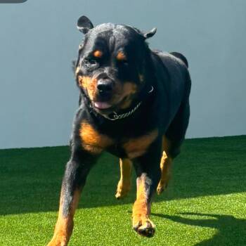 Stormy 6461 -  Rottweiler Dog for Adoption in Loxahatchee Groves, Florida - Stormy 6461 | PetCurious