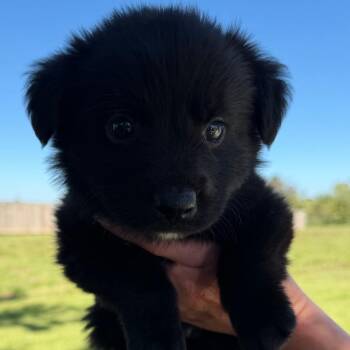 Hamilton "Ham" Porter -  Flat Coated Retriever and Black Labrador Retriever Dog for Adoption in New Orleans, Louisiana - Hamilton "Ham" Porter | PetCurious