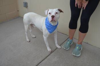 Pit Bull Terrier Dogs Available for Adoption in Mckinney, Texas - Bohdi | PetCurious