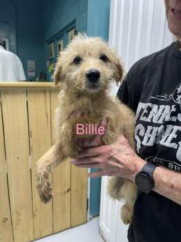 Billie -  Goldendoodle and Mixed Breed Dog for Adoption in Chattanooga, Tennessee - Billie | PetCurious