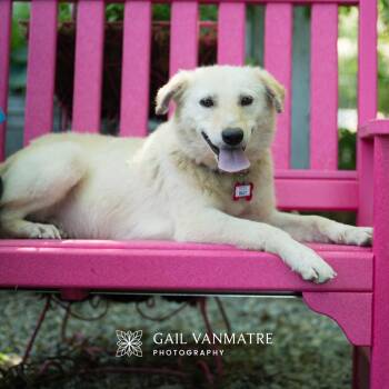 Labrador Retriever Dogs Available for Adoption in Wake Forest, North Carolina - Silly | PetCurious